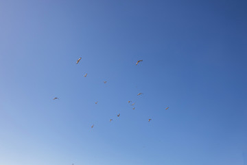 Vol de moiettes dans le ciel normand, proximité des falaises