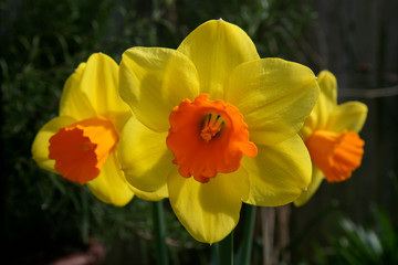 Daffodil 'Jetfire'