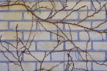 Clambering creeper on a yellow brick wall