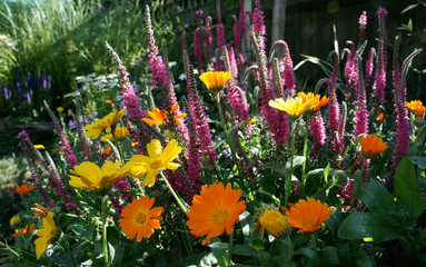 Garden flowers in spring