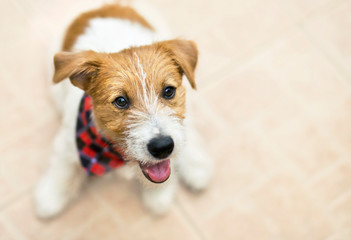 Cute happy jack russell pet dog puppy smiling, listening