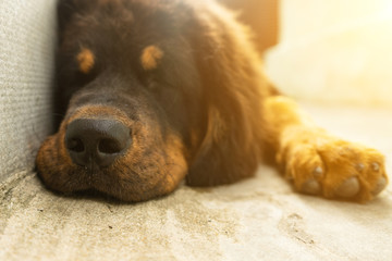 Puppy Tibetan Mastiff resting after a tiring walk. Dog portrait
