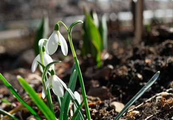 beautiful snowdrops on a dark background