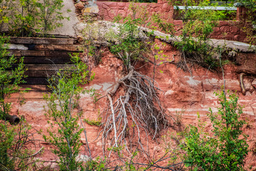 Roots taking a life of their own and sprouting leaves on a cliff with foundations of buildings above - red earth and part of a red rock wall and landscape timbers
