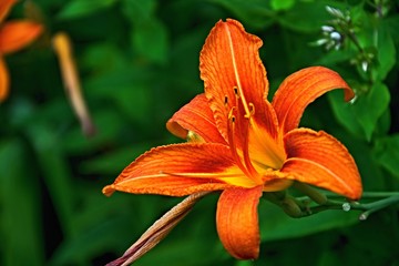 View of the flower Daylily