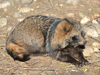 Racoon dog (Nyctereutes procyoides)