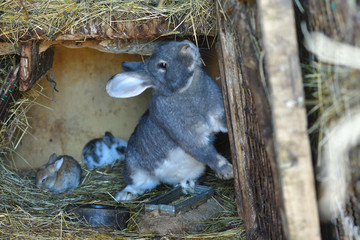 Domestic rabbit mother with small cutie eating in the nest