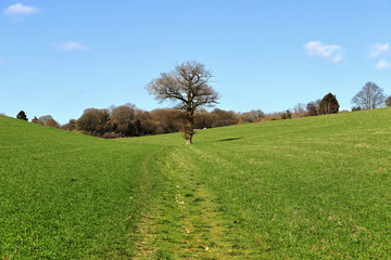 Fototapeta na wymiar Track through a crop field in the Chiltern Hills with lonely tree