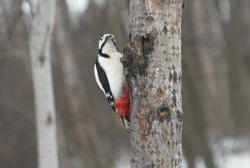 Great spotted woodpecker on the tree.