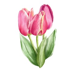 Hand drawn tulips bouquet on watercolor paper isolated on white background. Beautiful botanical illustration.