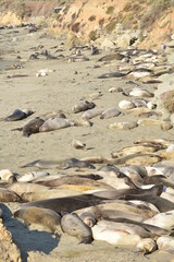 Fototapeta premium San Simeon, CA., U.S.A. Dec. 7, 2017. Piedras Blancas Elephant Seal Rookery-California Coastal National Monument. Protected by the Monterey Bay National Marine Sanctuary.