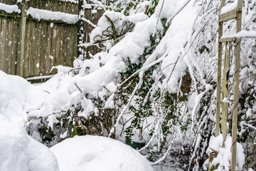 Snow Blanket On Bushes 2