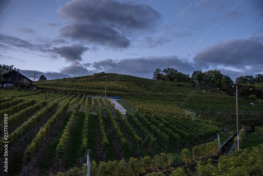 Wall mural vignes suisses