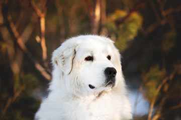Beautiful and free maremmano abruzzese sheepdog. Close-up of big white fluffy dog is on the snow in the forest in winter