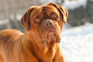 Closeup of golden french bordeaux dog