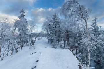 Winter view, trees covered with snow