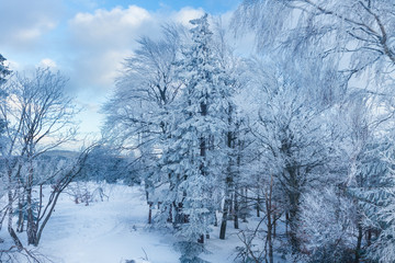 Winter view, trees covered with snow