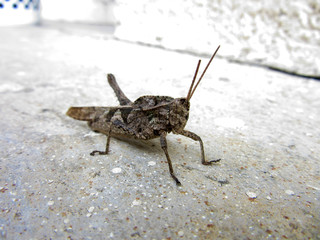 cricket