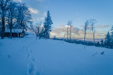 Winter view, trees covered with snow