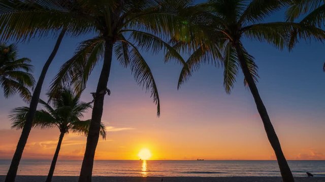 Silhouettes of palm trees on ocean beach over sunrise background. Zoom in on sun rising over water. Miami, Florida. Timelapse.
