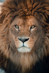 Portrait of a lion, male.