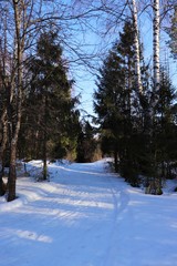 winter landscape with trees and road in winter