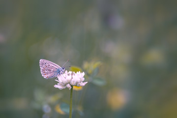 papillon au printemps