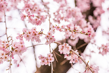 close up pink sakura (Yamazakura) blossom near Osaka castle.