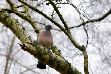 Portrait of dove bird on the branch