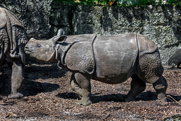 Young great indian rhinoceros. Latin name - Rhinoceros unicornis	