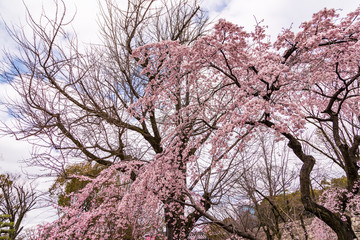 close up pink sakura (Yamazakura) blossom near Osaka castle.
