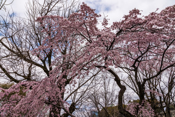 close up pink sakura (Yamazakura) blossom near Osaka castle.