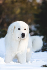 Beautiful and free maremmano abruzzese sheepdog. Close-up of big white fluffy dog is on the snow in the forest in winter