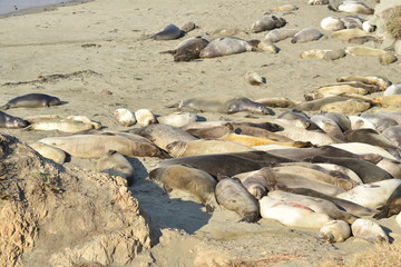 Obraz premium San Simeon, CA., U.S.A. Dec. 7, 2017. Piedras Blancas Elephant Seal Rookery-California Coastal National Monument. Protected by the Monterey Bay National Marine Sanctuary.