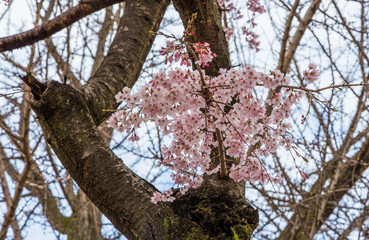 close up pink sakura (Yamazakura) blossom near Osaka castle.