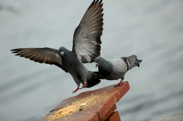 Pigeons flying, open wings