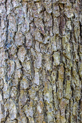 The trunk of a tree in autumn