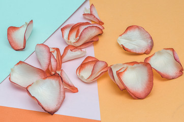 petals from roses, scattered petals on a multi-colored background