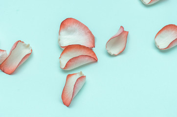 petals from roses, scattered petals on a blue background