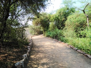 Fototapeta premium Camino verde