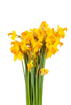 Old wilted yellow daffodils isolated on white backgrou