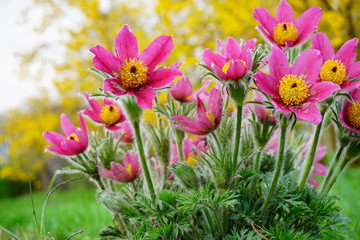Pasque Flower, beautiful , spring flower (Pulsatilla vulgaris) - selective focus