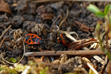 Feuerwanzen im Garten