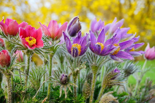 Pasque Flower, beautiful , spring flower (Pulsatilla vulgaris) - selective focus