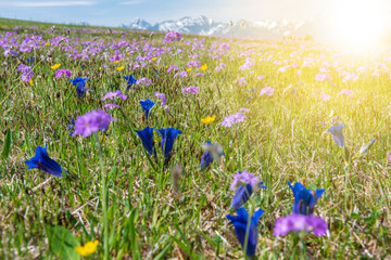 Fototapeta na wymiar Blumenwiese mit Frühlingsblumen und Sonnenstrahlen