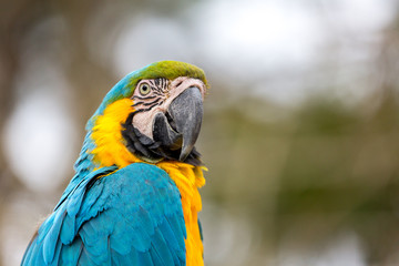 Perroquet à la Palmyre