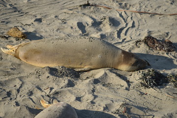 San Simeon, CA., U.S.A. Dec. 7, 2017. Piedras Blancas Elephant Seal Rookery-California Coastal National Monument. Protected by the Monterey Bay National Marine Sanctuary.