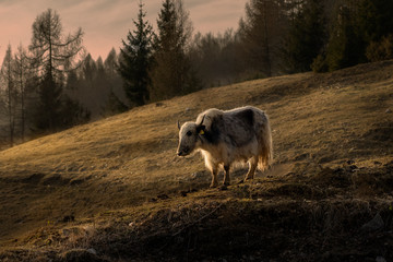 Fototapeta premium Yack grazing in a mountain at sunset.