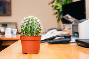 In the modern office on the table at the computer, the scanner, the printer grows in a pot prickly cactus