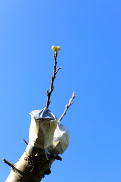 injerto de rama en un &aacute;rbol primavera 4M0A8317-sa19